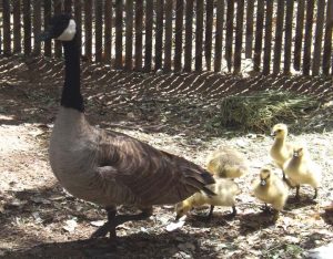 Mother Goose