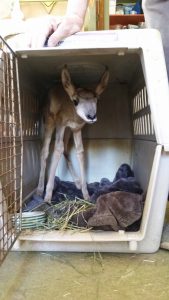 kennel antelope smaller size