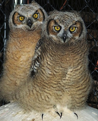 Great Horned Owl Siblings