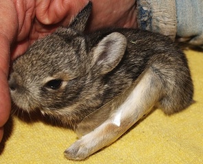 Baby Rabbit w/Leg Splint