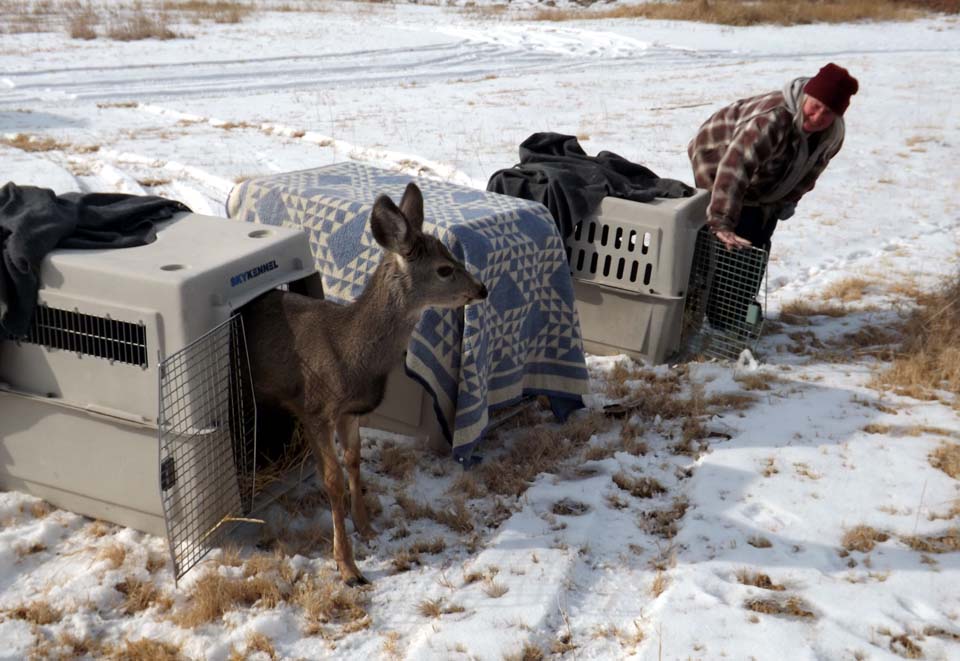 6 Months later…….A Merry Christmas for the Bison Fire Fawn.