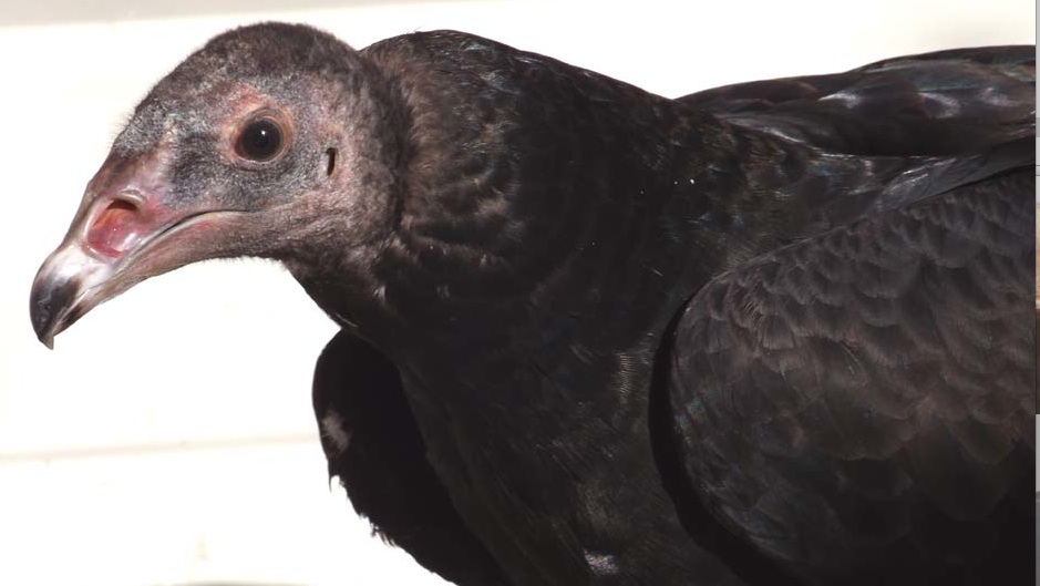 Turkey Vulture