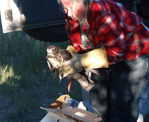 Evelyn hard at work at Dayton Valley Wildlife Reststop  2014