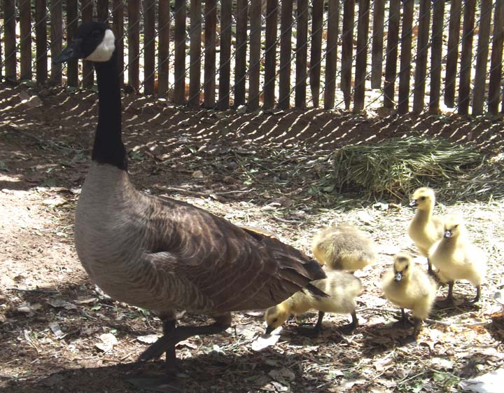 A two-story building rescue.