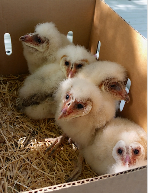 Barn Owls, why so many orphaned?