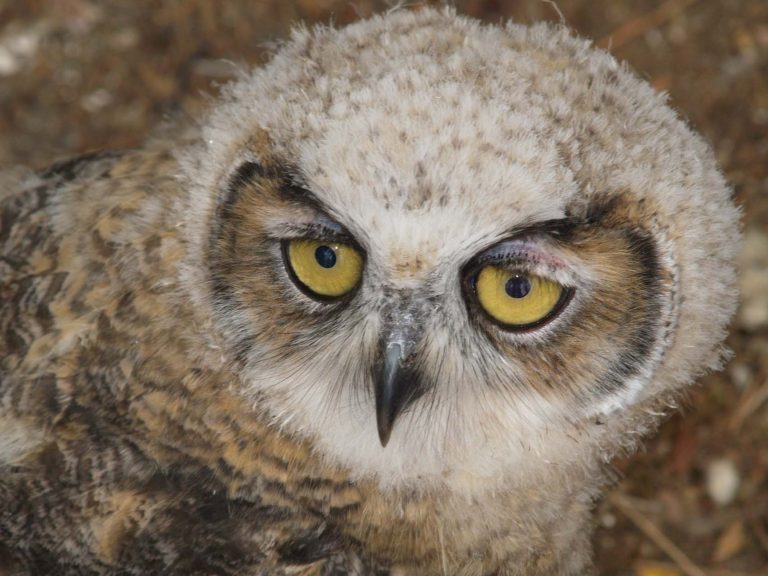 Great Horned Owls increasing in size!