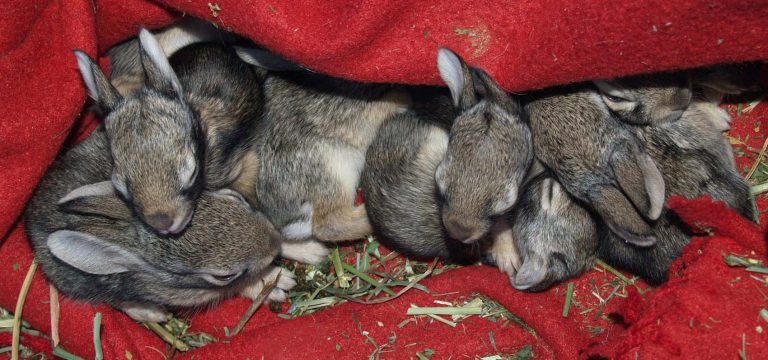 Baby Rabbits