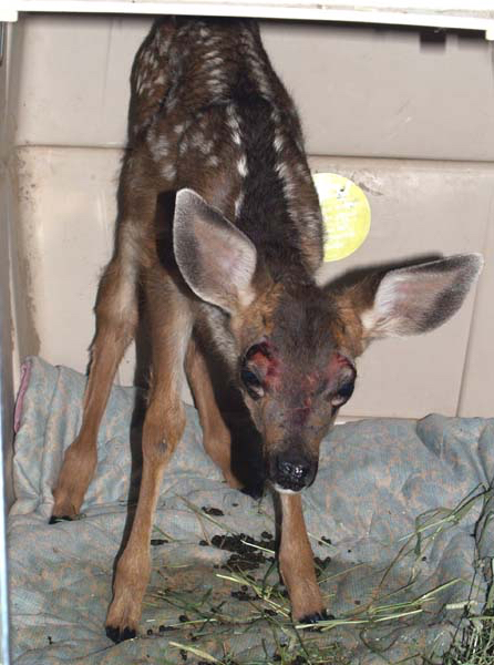 Fawn will recouperate at DVWR