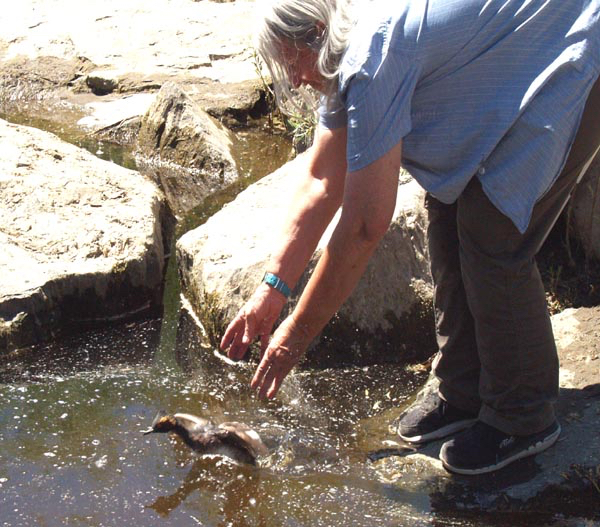 Released back to their favorite environment, the water.