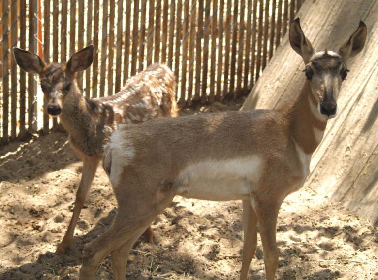 Where the Deer and the Antelope Play…..