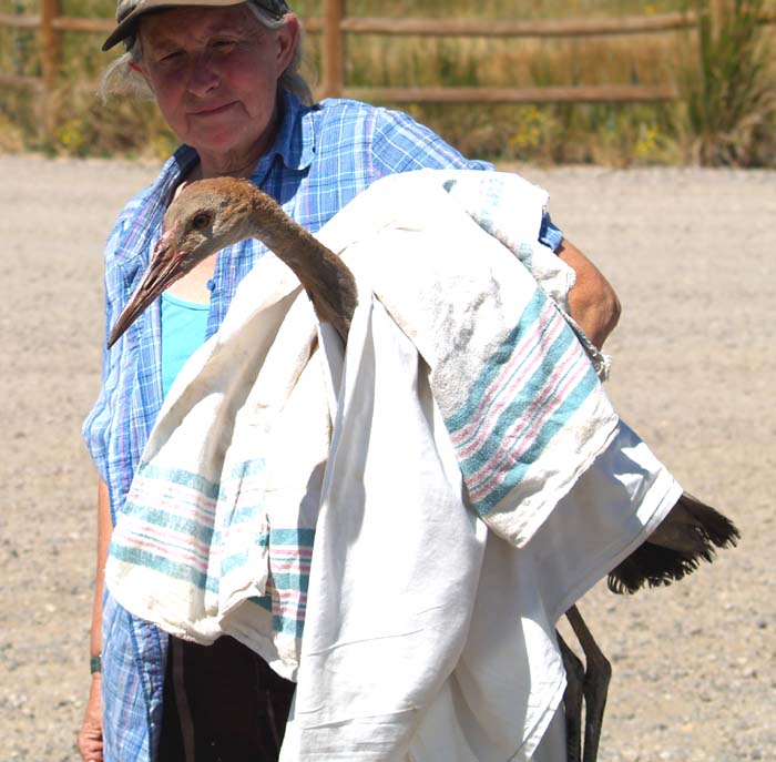 Sandhill Crane Release