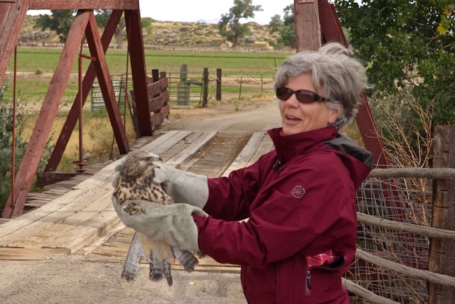 Swainson’s Hawk returns to Fallon
