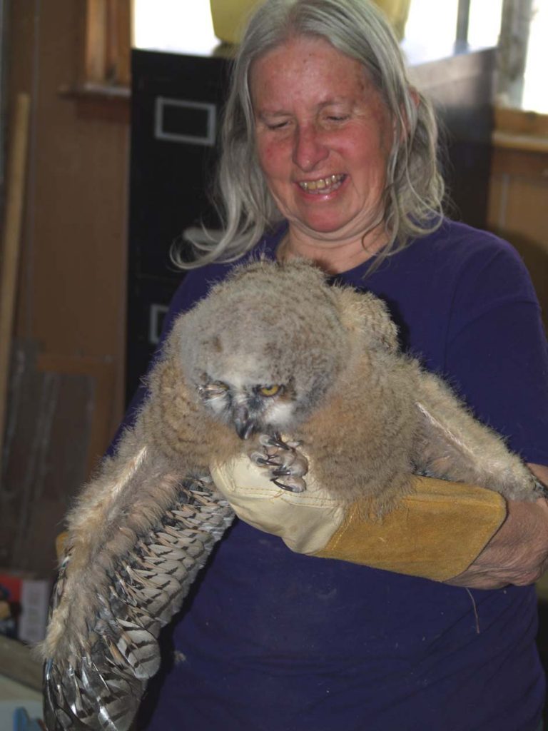 The baby raptor rehab season has begun.