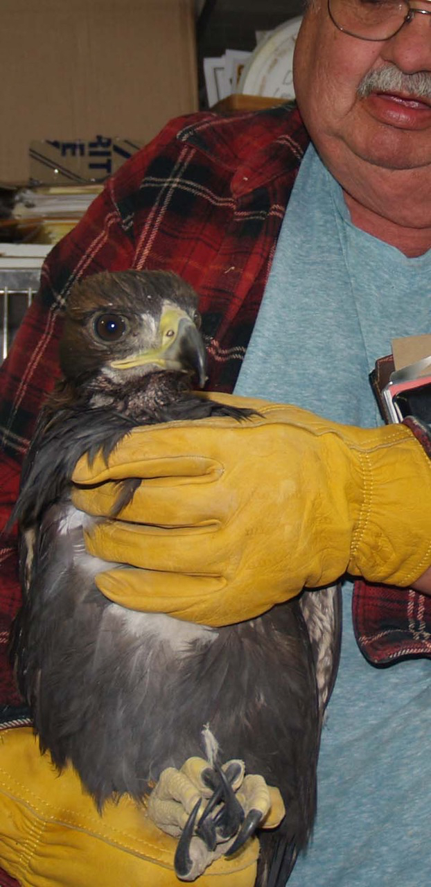 New Arrival –  Young Eagle