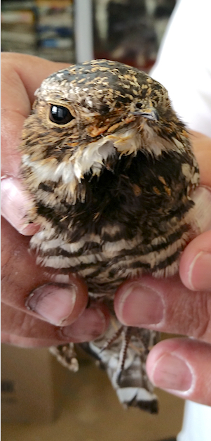 Common Nighthawk now in residence
