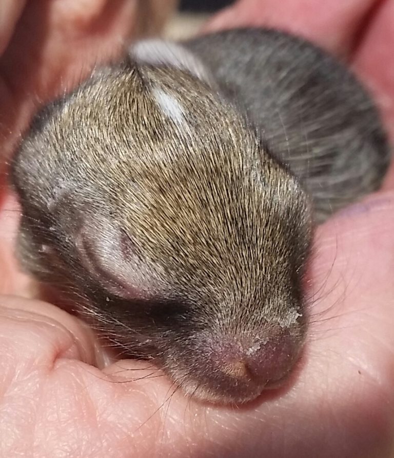 All creatures great and small get care at DVWR