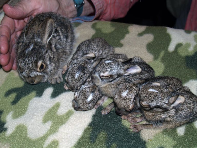 A baby and way more babies…