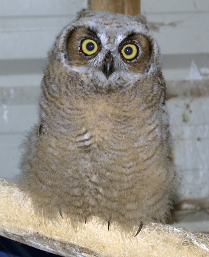 From the Big to the Very Small