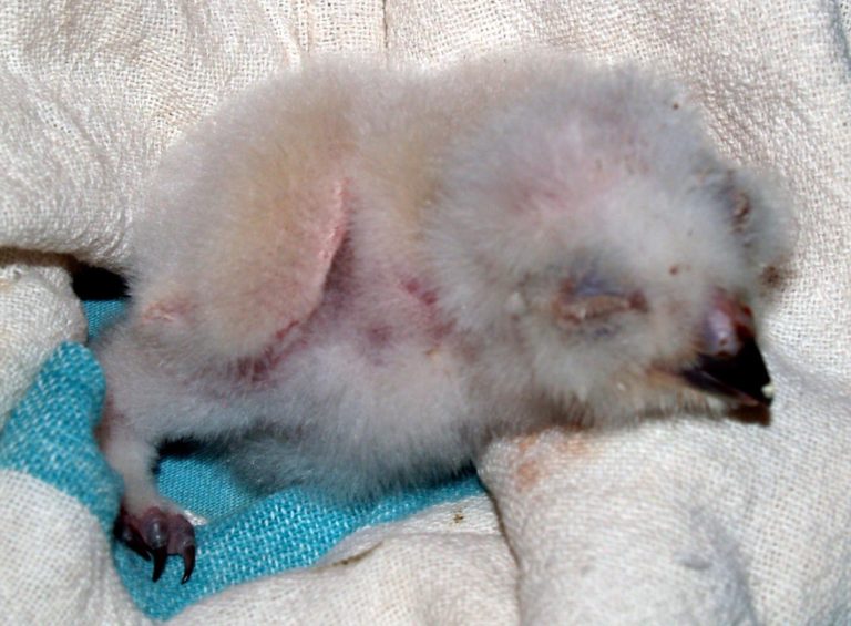 Baby Great Horned Owl