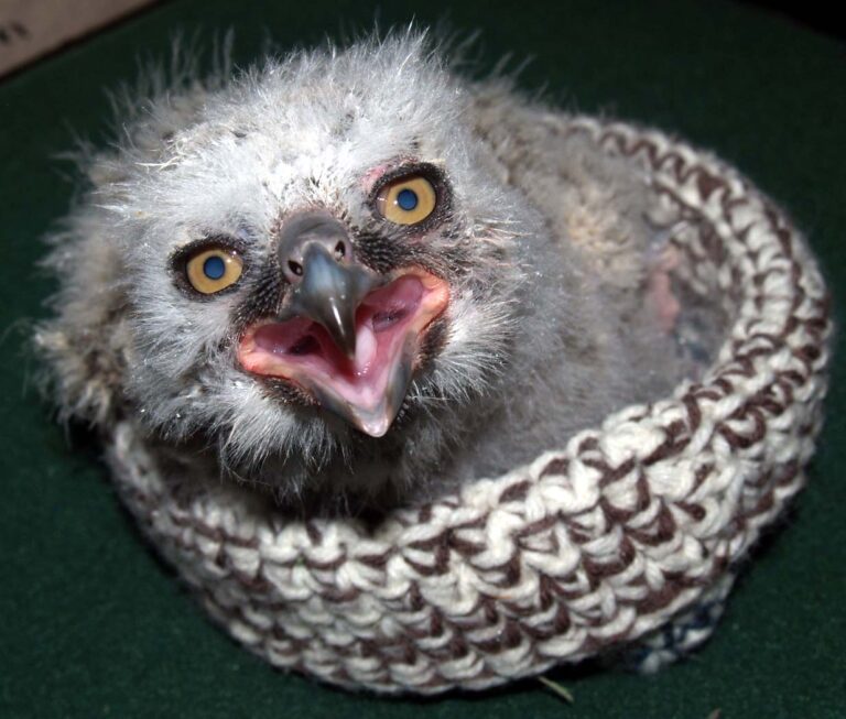 Another Great Horned Owl baby