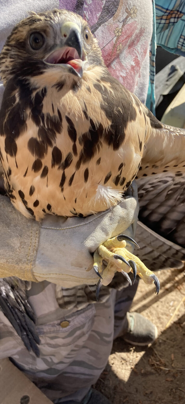 New Arrival– and a Short Stay