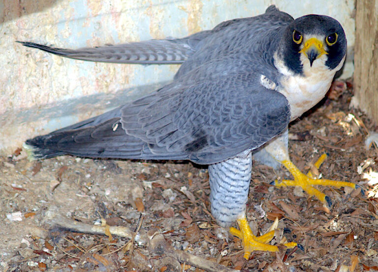 Peregrine Falcon