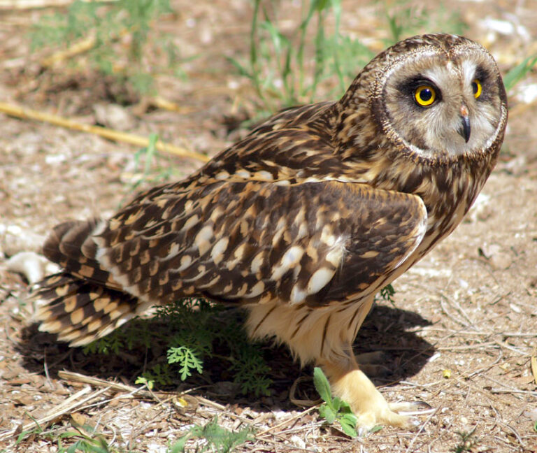 Short-eared Owl